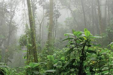 Dschungel im Nebel