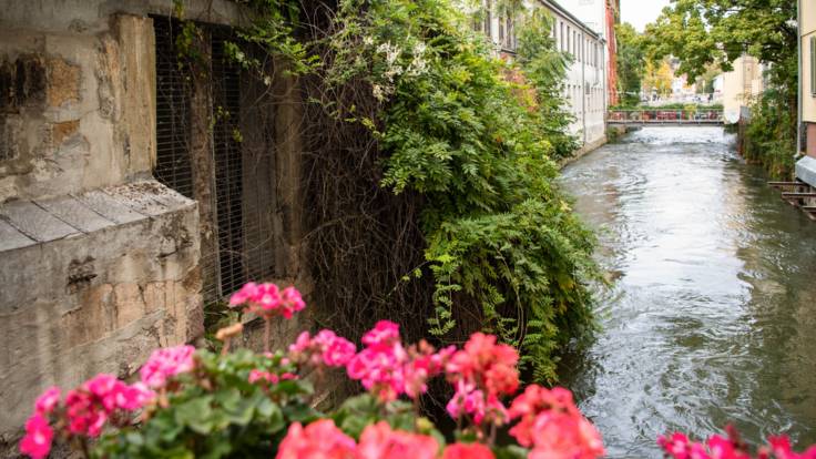 Blick in einen Bachlauf, der eingefriedet ist von Häusern, im Vordergrund Geranien, im Hintergrund eine Brücke.
