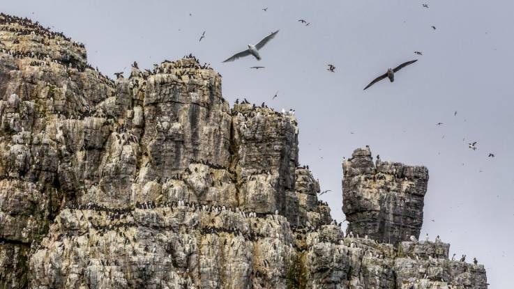 Endlose schroffe Felsen, auf denen Unmengen von pinguinartigen Vögeln sitzen und umherfliegen.