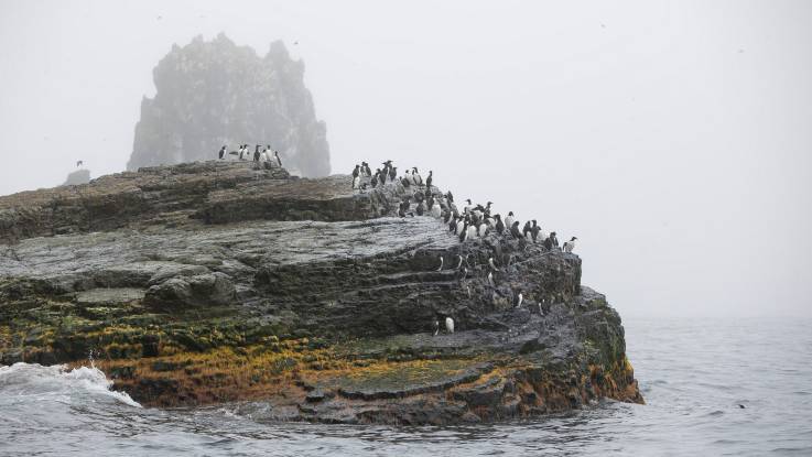 Schroffe Felsen erheben sich aus dem Meer. Auf den Felsen sitzen Vögel.