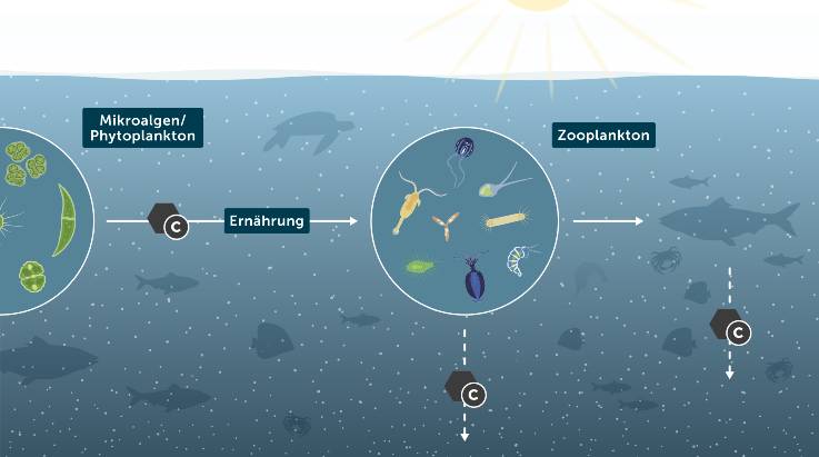 Kohlenstoff gelangt als Bestandteil von Mikroalgen in die Nahrungskette – mit den Ausscheidungen sinkt er zu Grund. 
