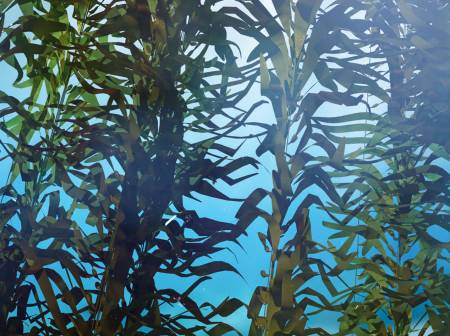 Unter Wasser wachsen dunkelgrüne Pflanzen mit langen Stängeln und dünnen, blattartigen Wedeln lichtwärts. 