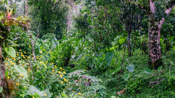 Zwischen Bäumen wachsen Sträucher und andere Gewächse – auch der Waldboden ist komplett mit Kraut bedeckt. 
