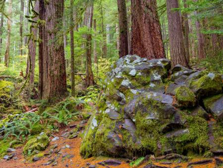 Duzende Bäume stehen dicht beieinander – der Waldboden und ein Fels sind mit Farnen und Moos überwuchert. 