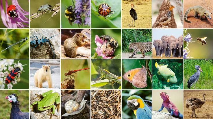 Vielfältige Tierwelt: Eine Kachel-Kollage zeigt ganz unterschiedlich aussehende Tierarten.