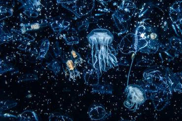 Plankton, Quallen und andere Wesen schweben im schwarzen Wasser.
