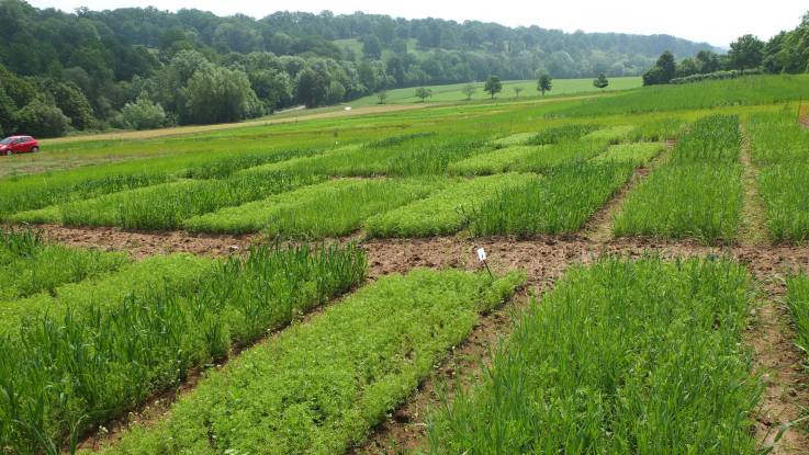 In einer hügeligen Landschaft liegt ein grünes Feld, das in rechteckige Beete unterteilt ist, zwischen denen Trittpfade verlaufen.