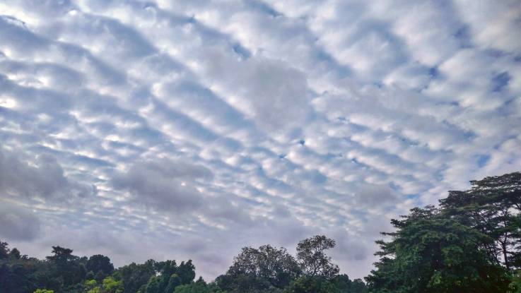 Über einem Wald ist der Himmel dicht mit einer flachen Wolkendecke bedeckt.