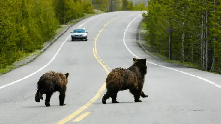 Eine Bärin läuft mit ihrem Jungem über eine Landstraße in der Wildnis – ein Auto kommt ihnen dabei bedrohlich nahe.
