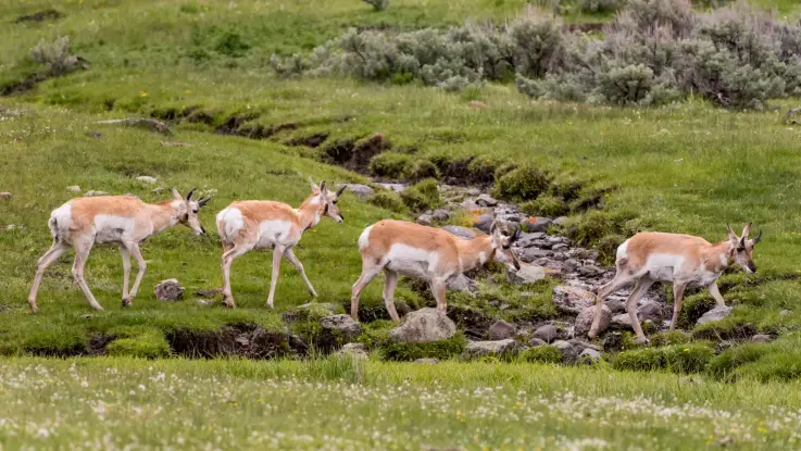 Eine Gruppe Paarhufer mit markanten Hörnern überquert einen schmalen Bach, der sich einen grasbewachsenen Hang hinab schlängelt. 