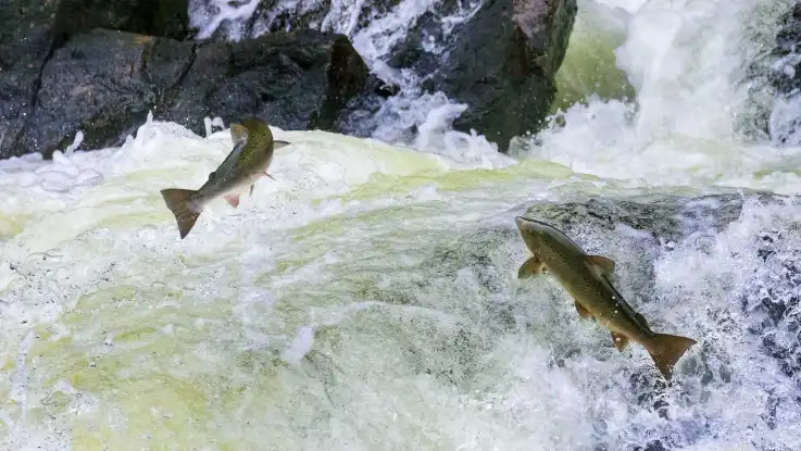 Zwei kräftige Fische katapultieren sich aus der Gischt eines tosenden Wildbachs.   