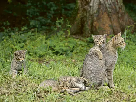 Eine Wildkatze sitzt mit ihren Jungtieren auf einer grasbewachsenen Lichtung. 