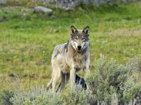 Ein großer grauer Wolf steht in offenem Gelände und blickt mit aufgestellten Ohren in Richtung der Kamera.